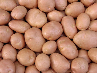 harvested potato tubers