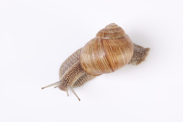 Snail