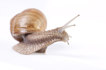 Snail