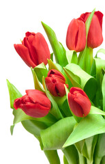 Fototapeta premium tulips