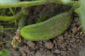 Cucumber on the ground