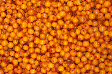 sea-buckthorn