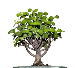 Little tree called bonsai with green leaves