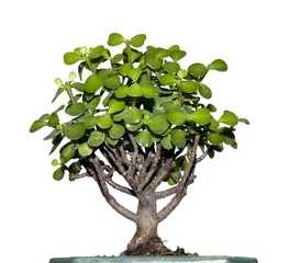 Crédence de cuisine en verre imprimé Bonsaï Petit arbre appelé bonsaï avec des feuilles vertes