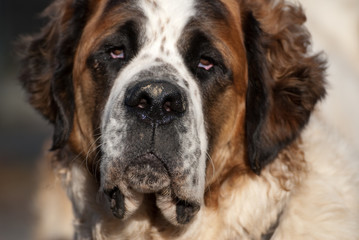 Portrait eines Bernhardiners