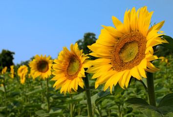 Row of sunflower