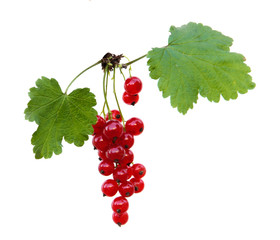 Redcurrant