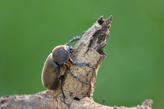 カブト虫の雌