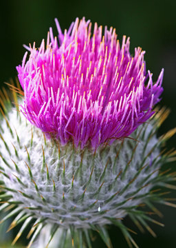 Distelbl&uuml;te, Nahaufnahme