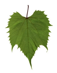 grape leaf