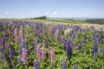 Obraz premium ルピナスと十勝連山