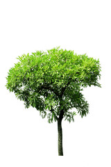 Tree on a white background.