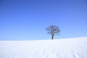 雪原の一本木