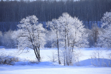 雪原の樹氷