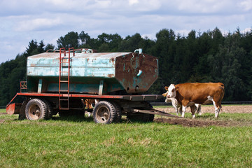 Dairy cows and water tank