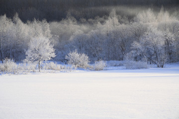 Obraz na płótnie Canvas 雪原の樹氷