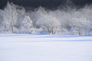 Fototapeta premium 雪原の樹氷とけあらし