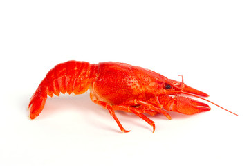 Hot boiled crayfish on white background