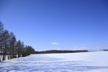防風林のある雪原風景