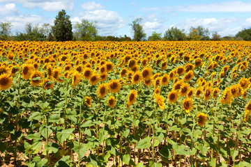 Field of Sunflowers