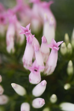 面白い形の花 Images Browse 4 Stock Photos Vectors And Video Adobe Stock