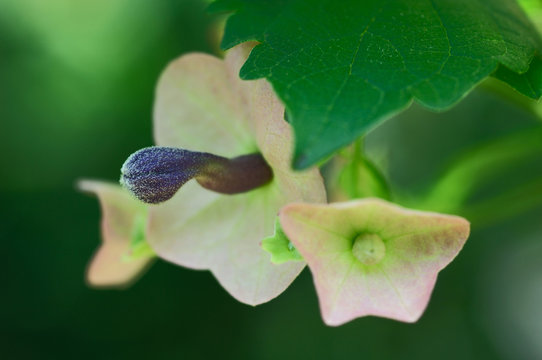 面白い形の花 Images Browse 4 Stock Photos Vectors And Video Adobe Stock