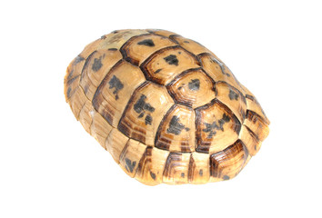 illegal souvenir - carapace of Tortoise turtle