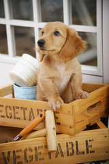 木箱の中の仔犬 © paylessimages