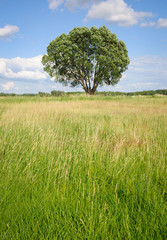 single tree on a meadow