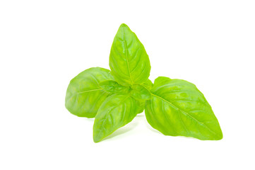 Green Basil Isolated on White Background