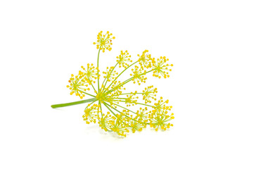Dill Umbel Isolated on White Background