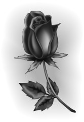 Black rosebud - obrazy, fototapety, plakaty