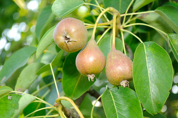 Little Pears on Tree in Mid Summer