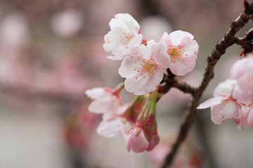 Obraz premium さくら