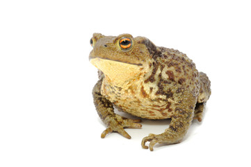 Toad Isolated on White Background