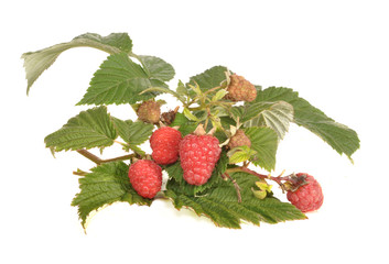 Branch of a raspberry