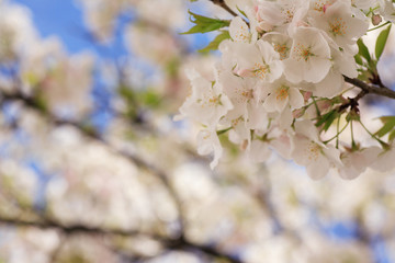 オオシマザクラ