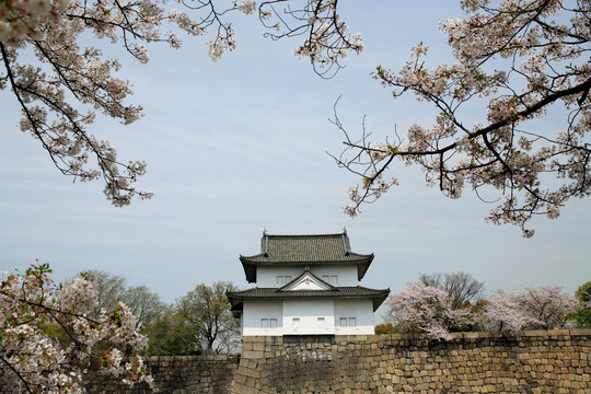 桜咲く大阪城隅櫓