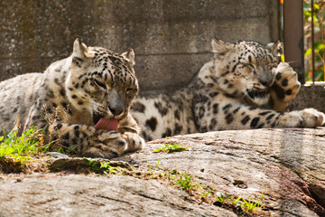 Snow leopards wash