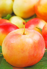 Plums, close-up