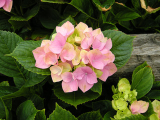 Fototapeta premium Hortensie