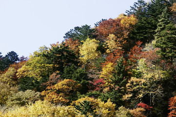 紅葉する山肌