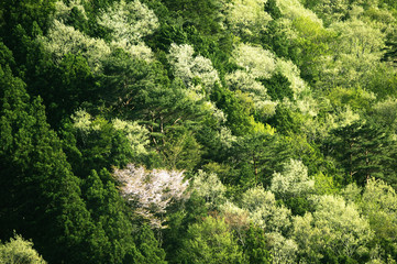 新緑の森の山桜