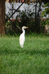 Héron