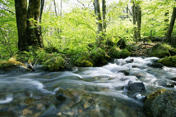新緑の渓流