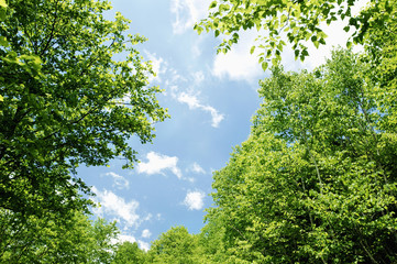 新緑と青空
