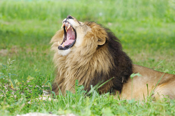 Naklejka premium Mature male lion with open mouth in green vegetation