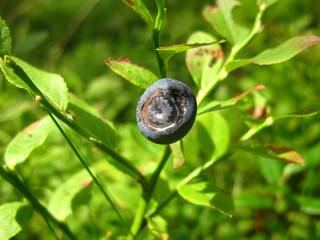 bilberries on a twig