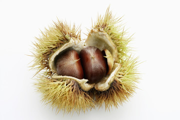 イガのついた栗