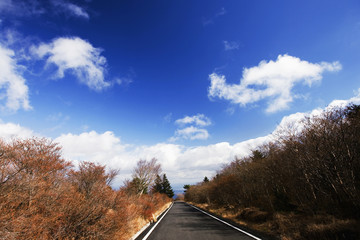 晩秋の道